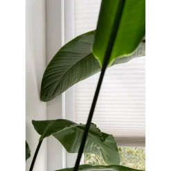 Kwantum Plisségordijnen|Isolerende Gordijnen*Fenstr Dubbel Plissé Elsa Verduisterend Zand